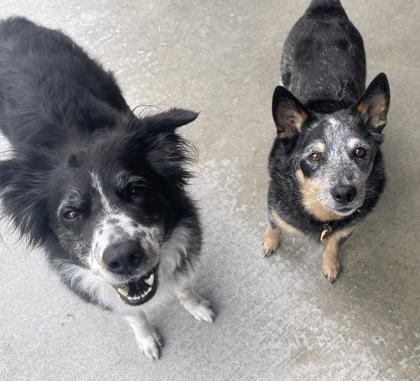 Gracie- BONDED TO HANK