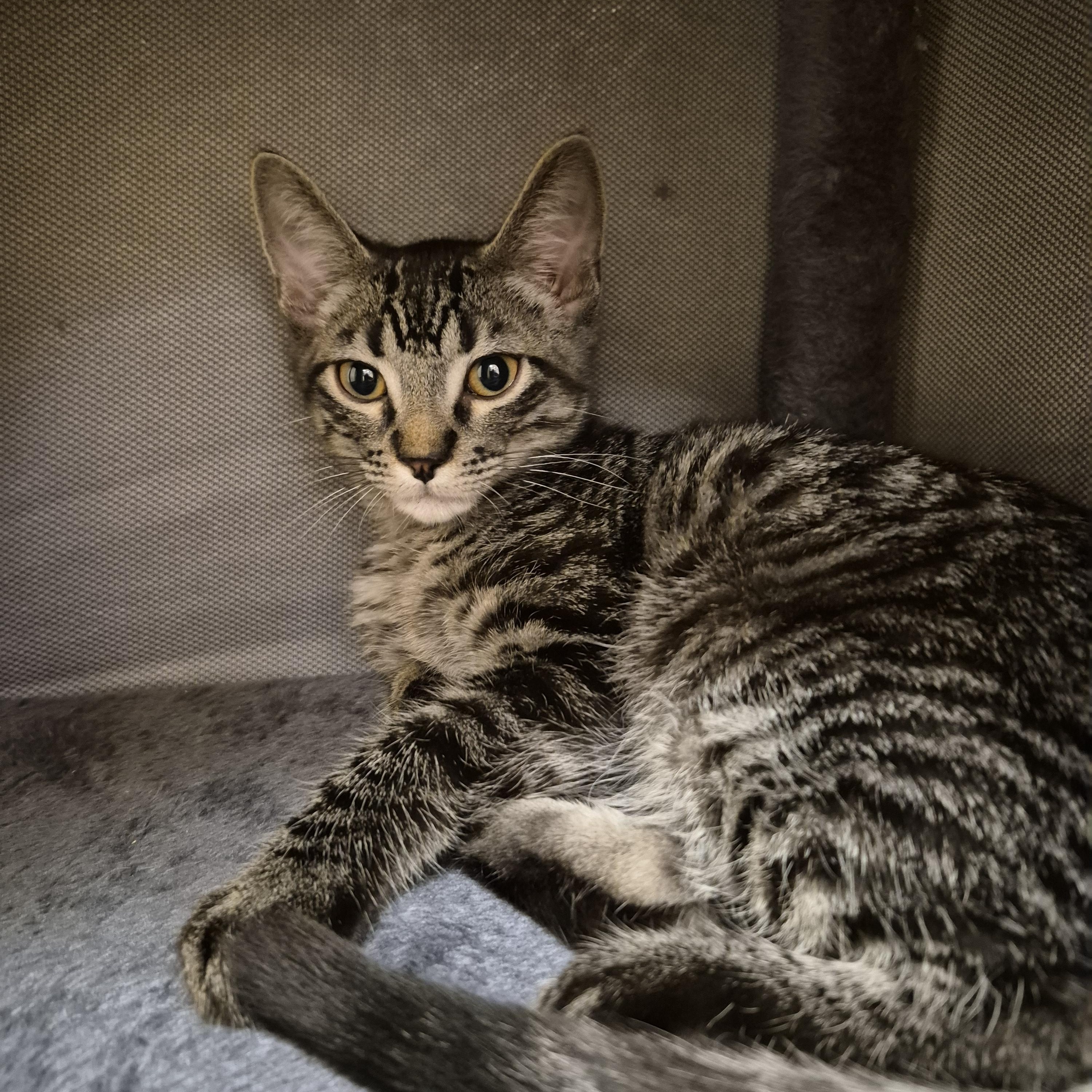 Enlarge Carl, an adopted Domestic Short Hair in Schertz, TX image 2/2