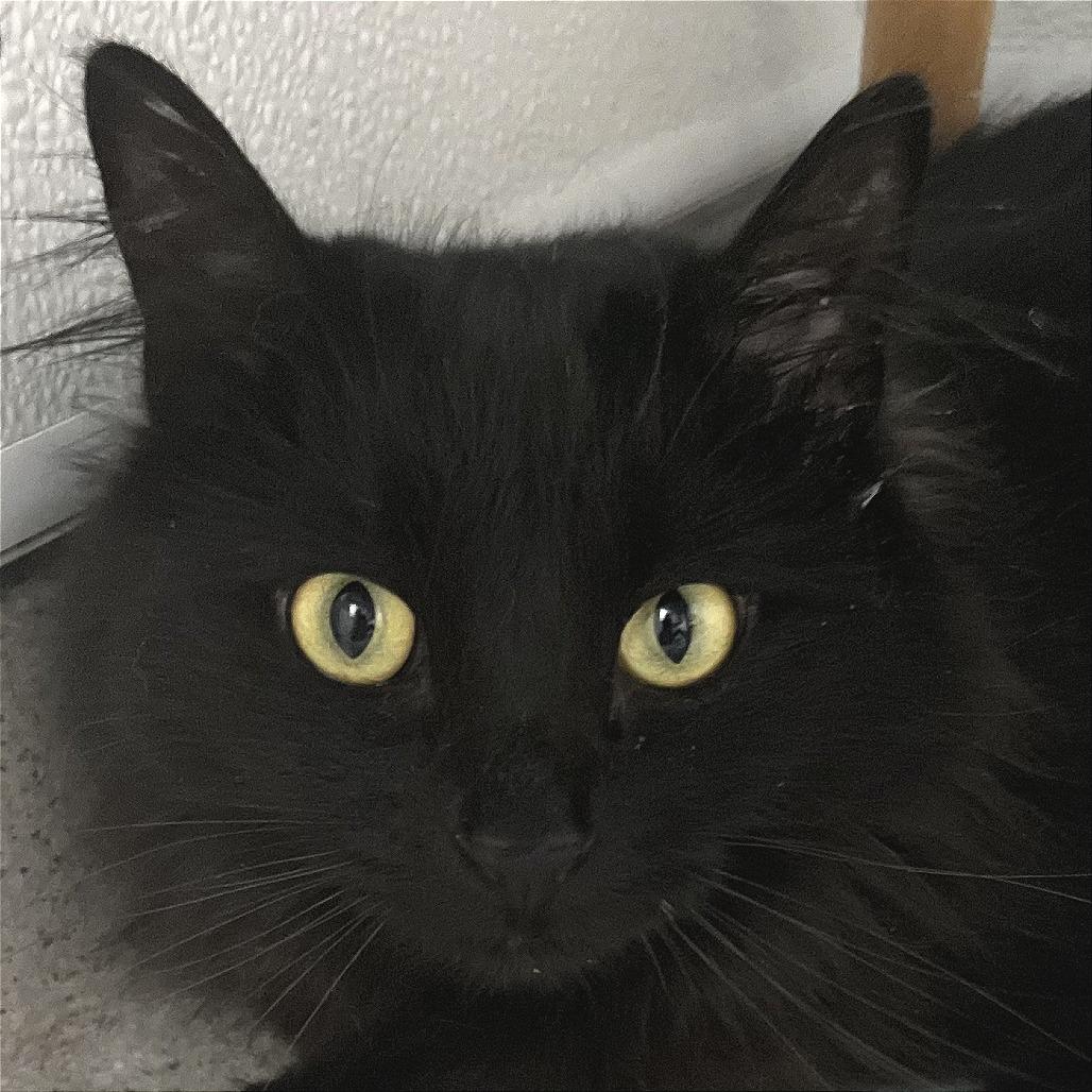 Enlarge Raven, a Adoptable Domestic Medium Hair in Murray, UT image 1/2