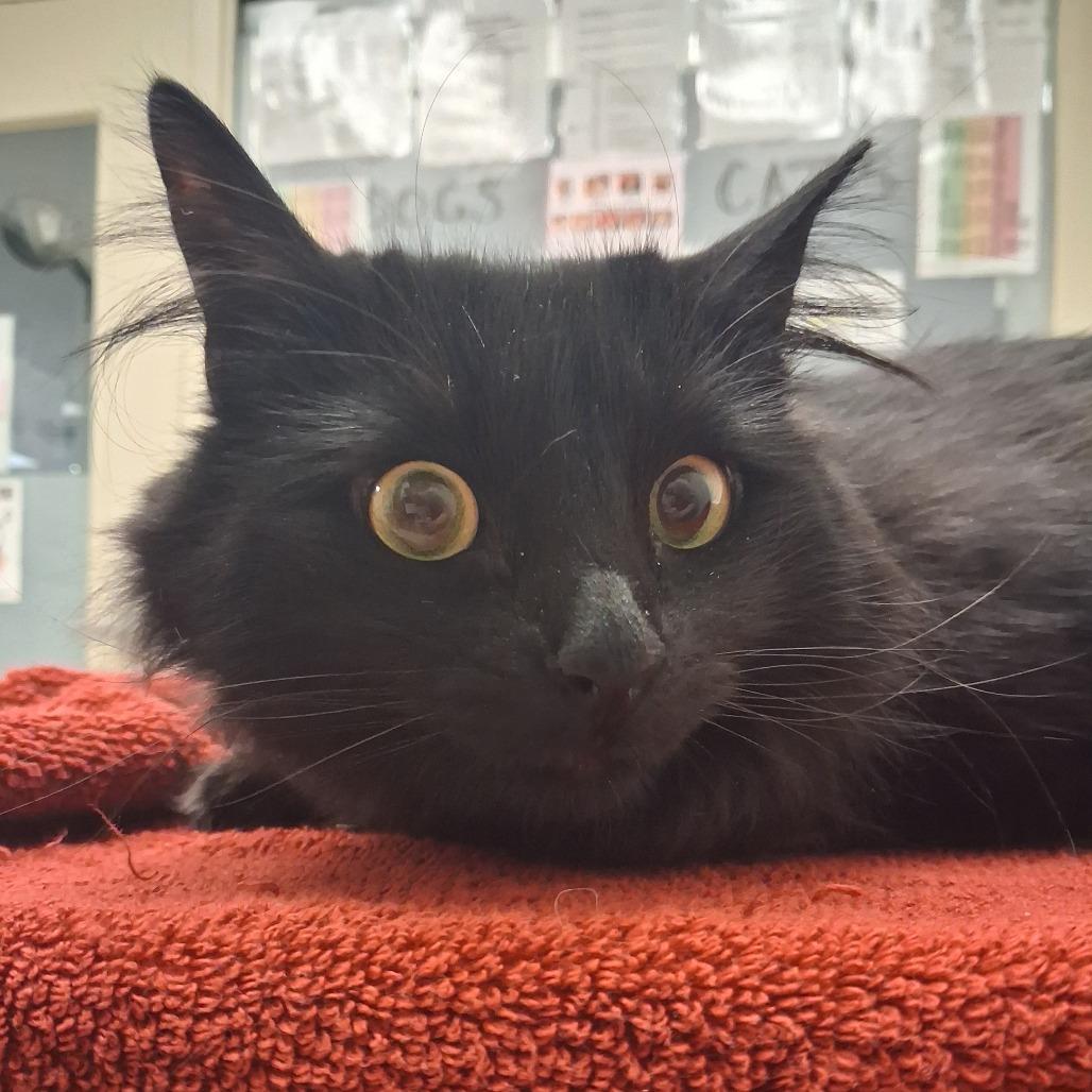 Enlarge Raven, a Adoptable Domestic Medium Hair in Murray, UT image 2/2