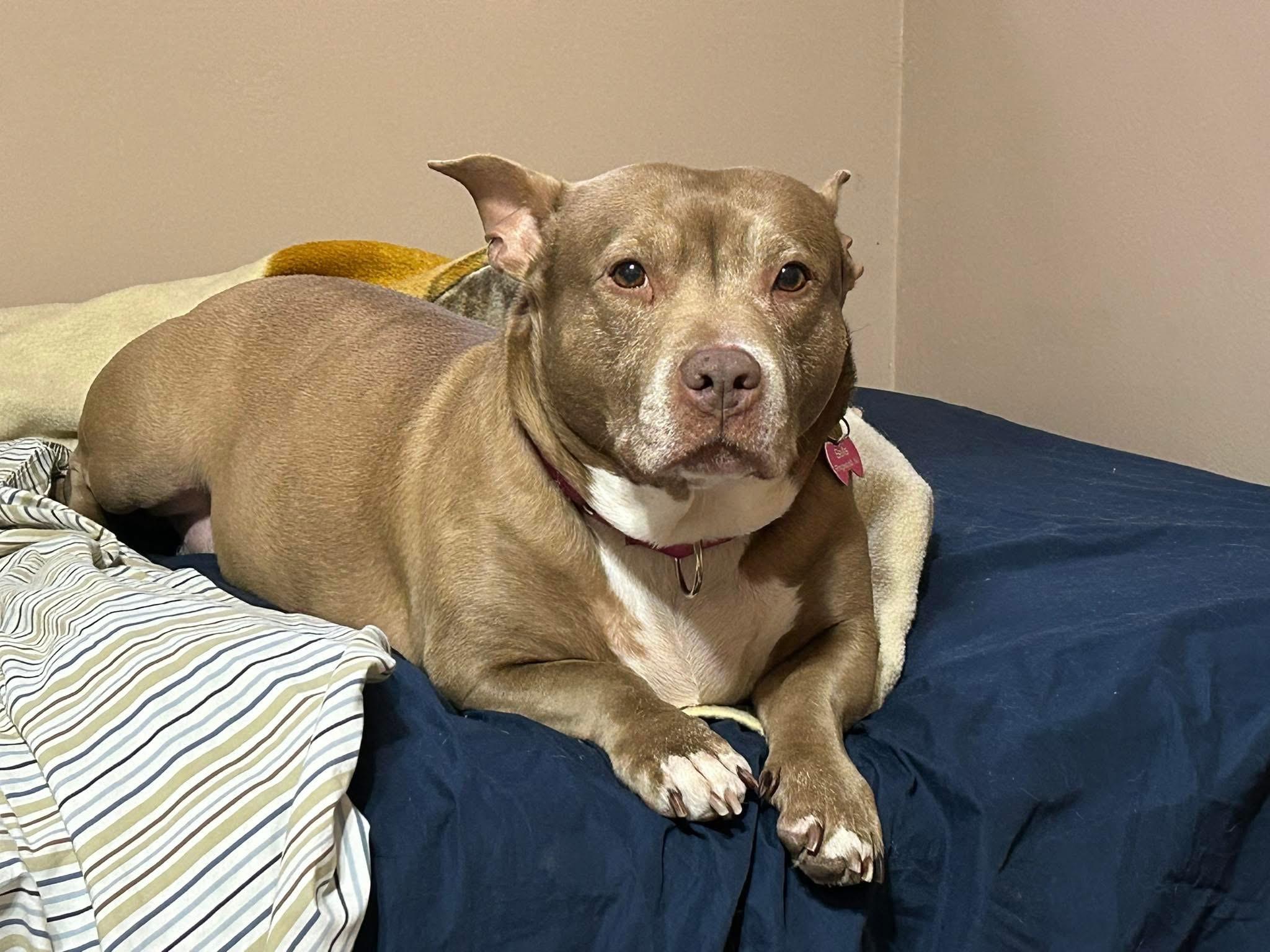 Bella, an adoptable Pit Bull Terrier, Corgi in Jackson , NJ, 08527 | Photo Image 3