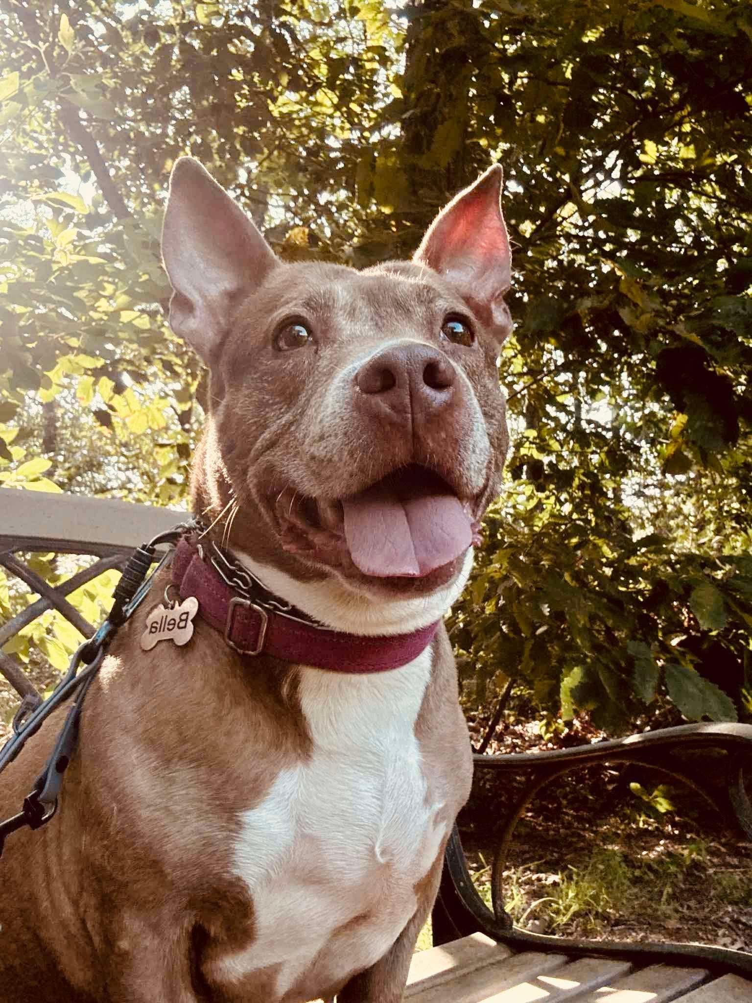 Bella, an adoptable Pit Bull Terrier, Corgi in Jackson , NJ, 08527 | Photo Image 1