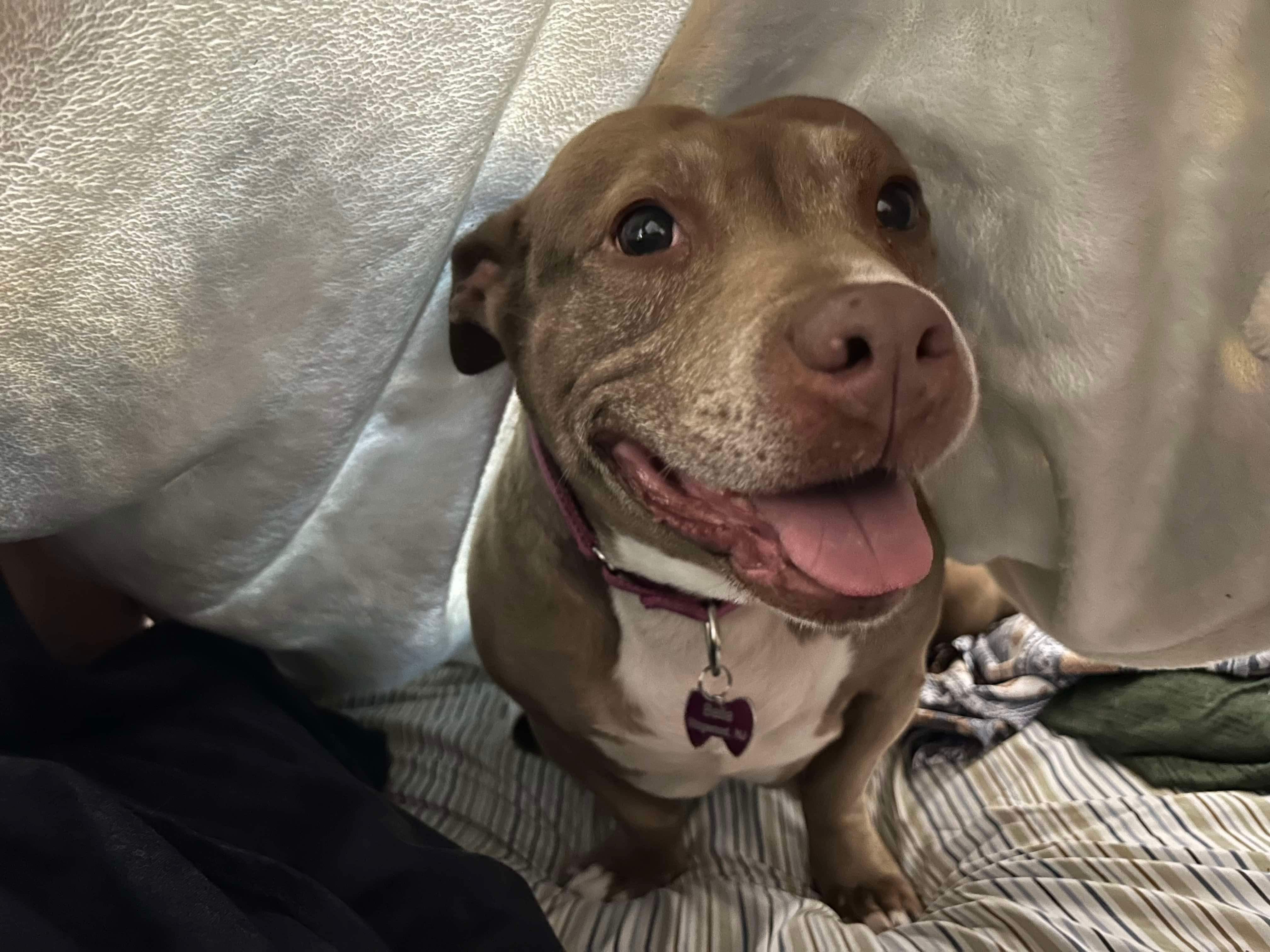 Bella, an adoptable Pit Bull Terrier, Corgi in Jackson , NJ, 08527 | Photo Image 4