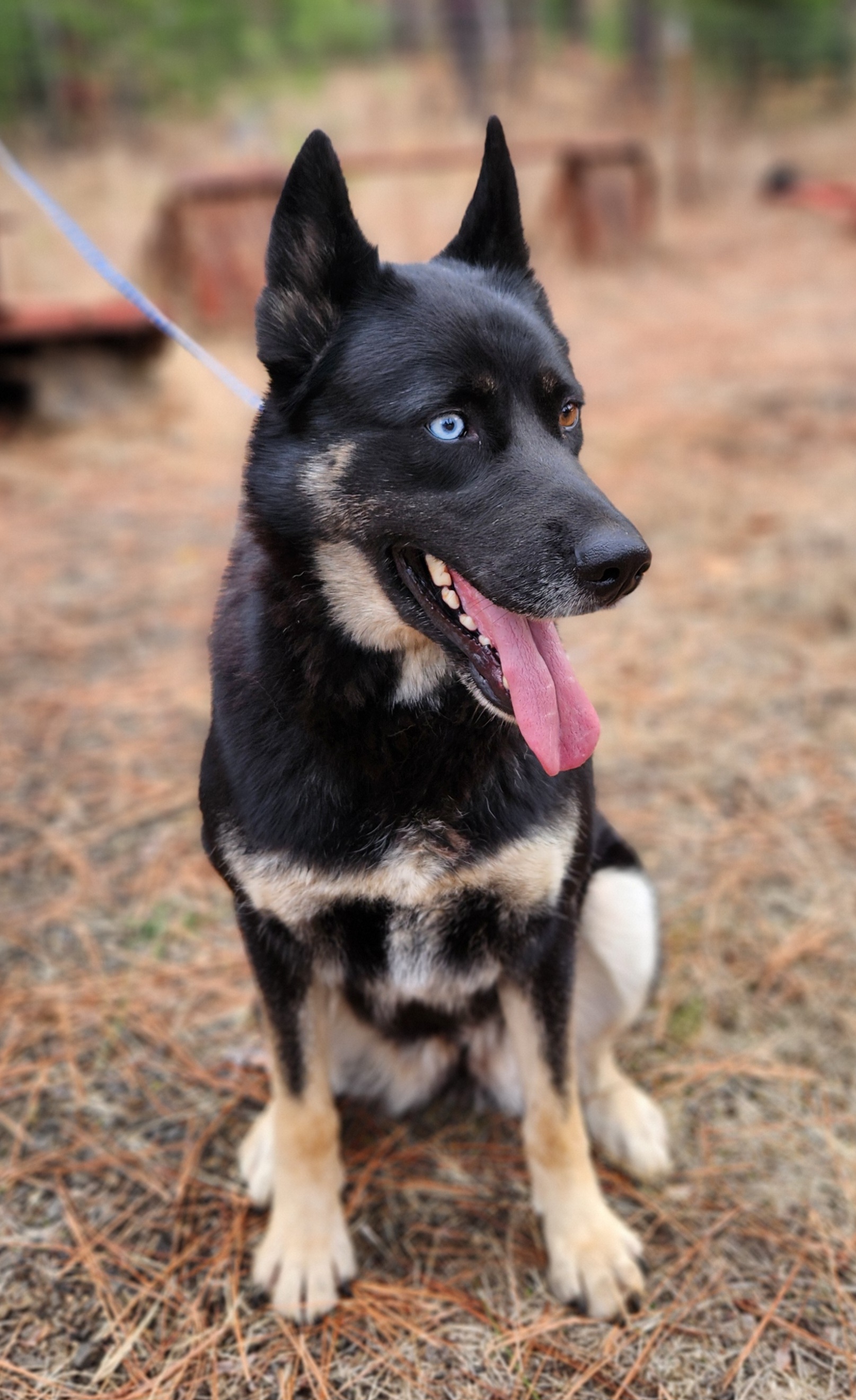 Shelby, an adoptable German Shepherd Dog, Siberian Husky in Goldendale, WA, 98620 | Photo Image 3