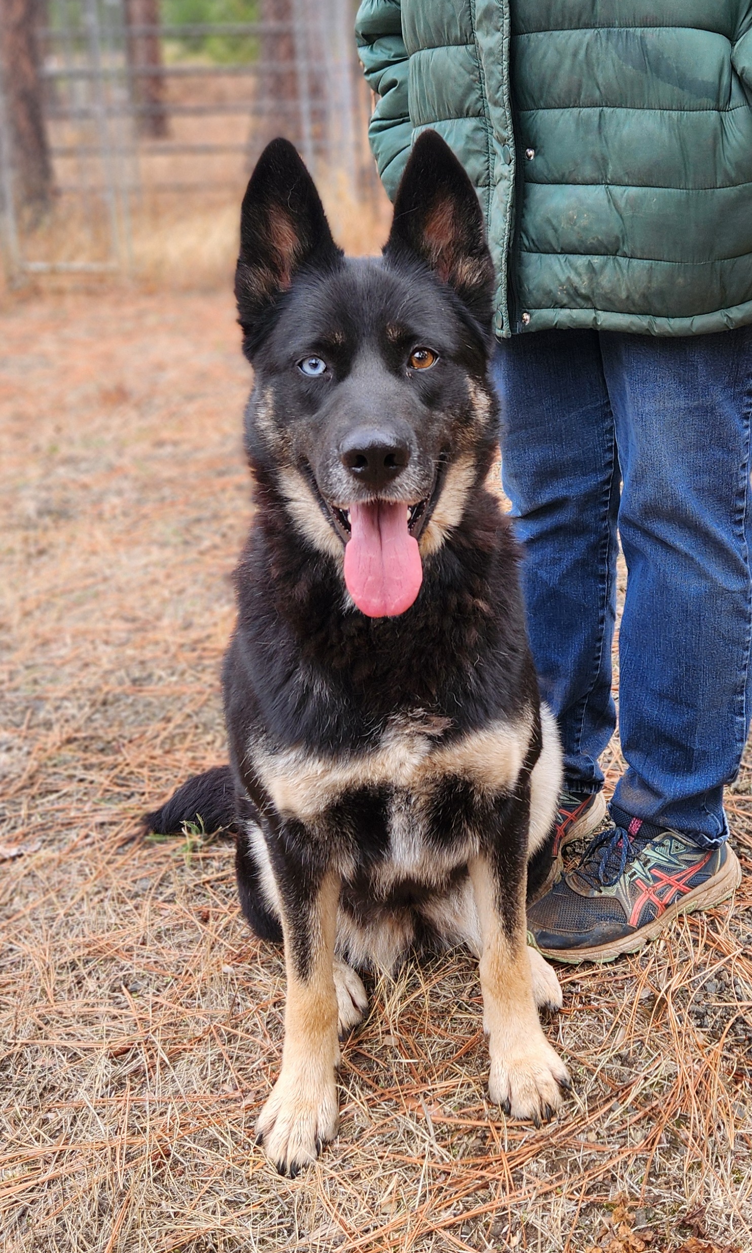 Shelby, an adoptable German Shepherd Dog, Siberian Husky in Goldendale, WA, 98620 | Photo Image 4