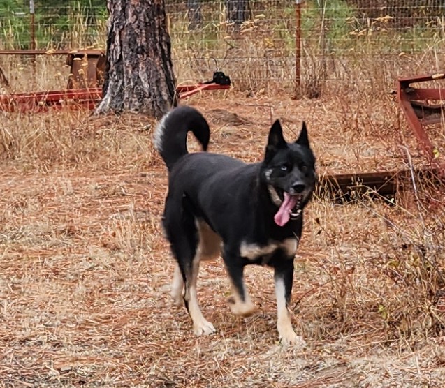 Shelby, an adoptable German Shepherd Dog, Siberian Husky in Goldendale, WA, 98620 | Photo Image 1