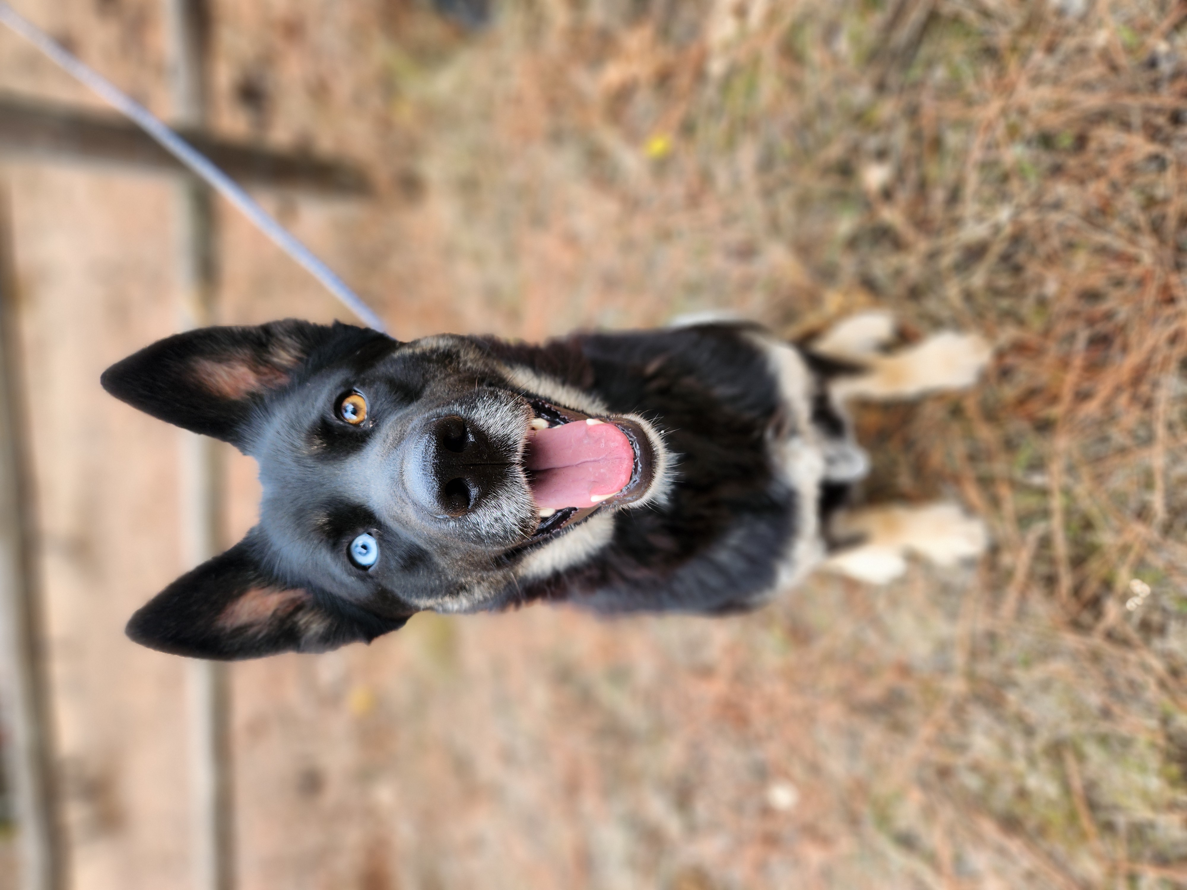 Shelby, an adoptable German Shepherd Dog, Siberian Husky in Goldendale, WA, 98620 | Photo Image 2