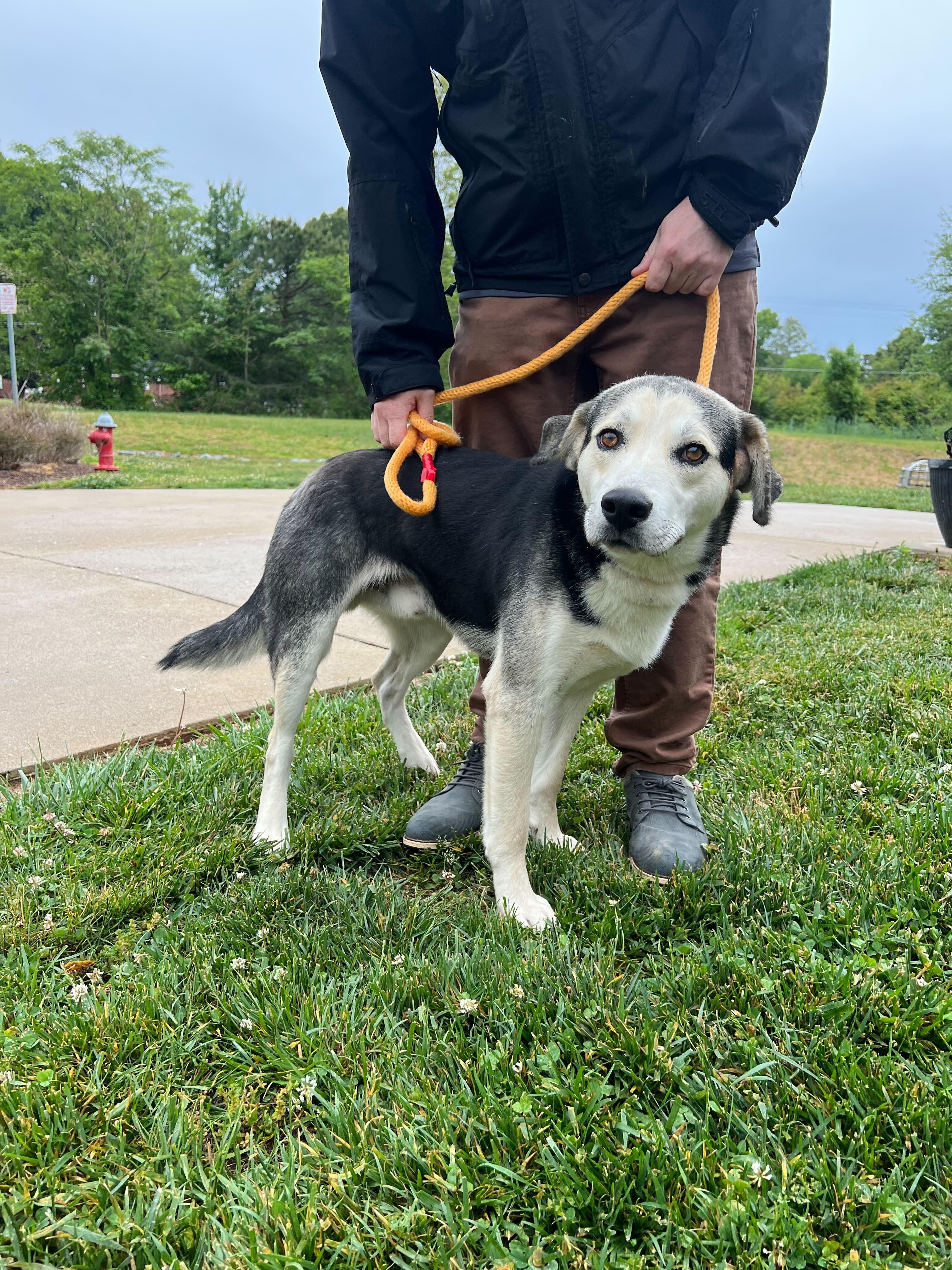 Maxo, a ADOPTABLE mixed breed in Maidens, VA image 5/5