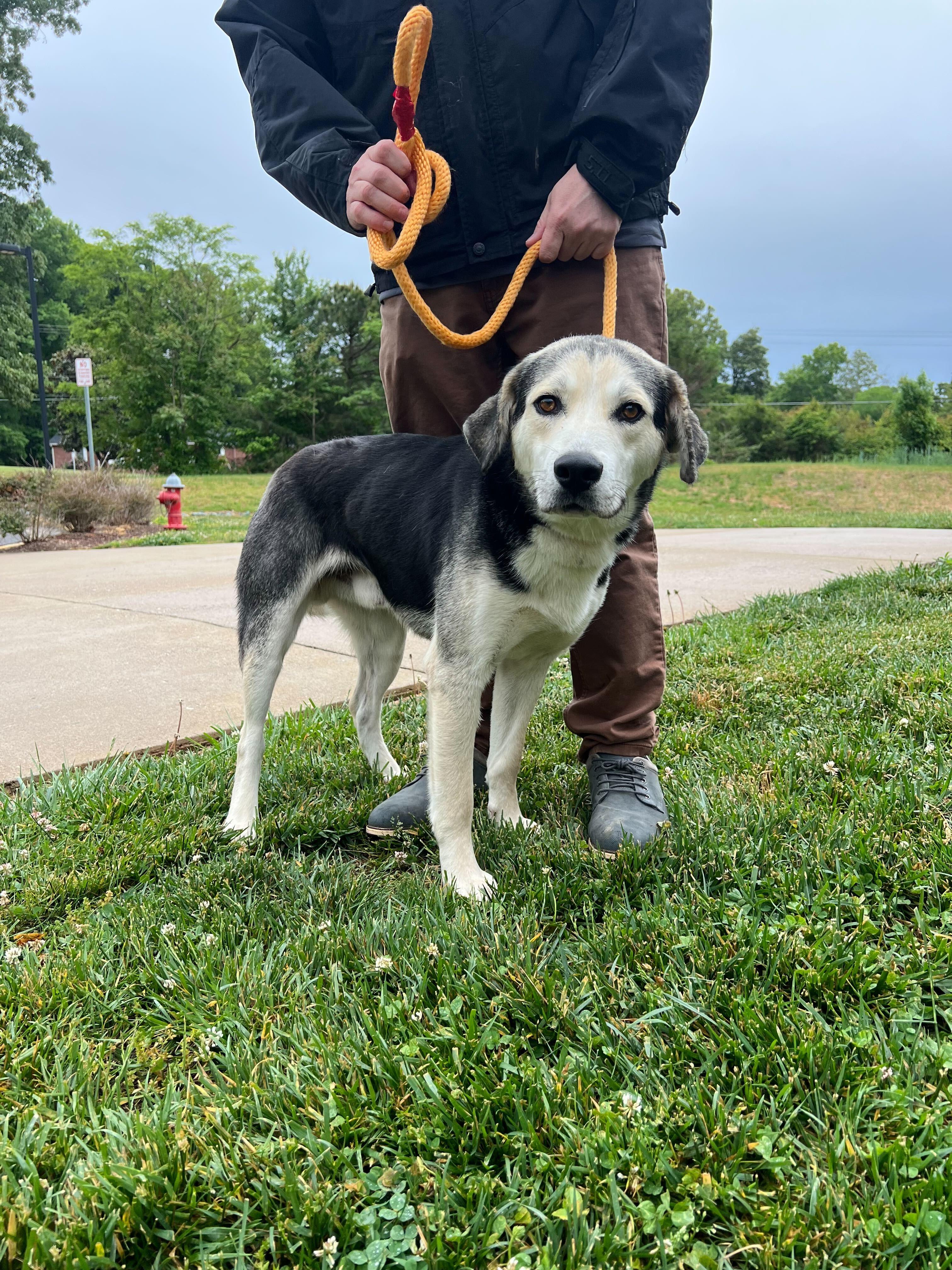 Maxo, a ADOPTABLE mixed breed in Maidens, VA image 2/5