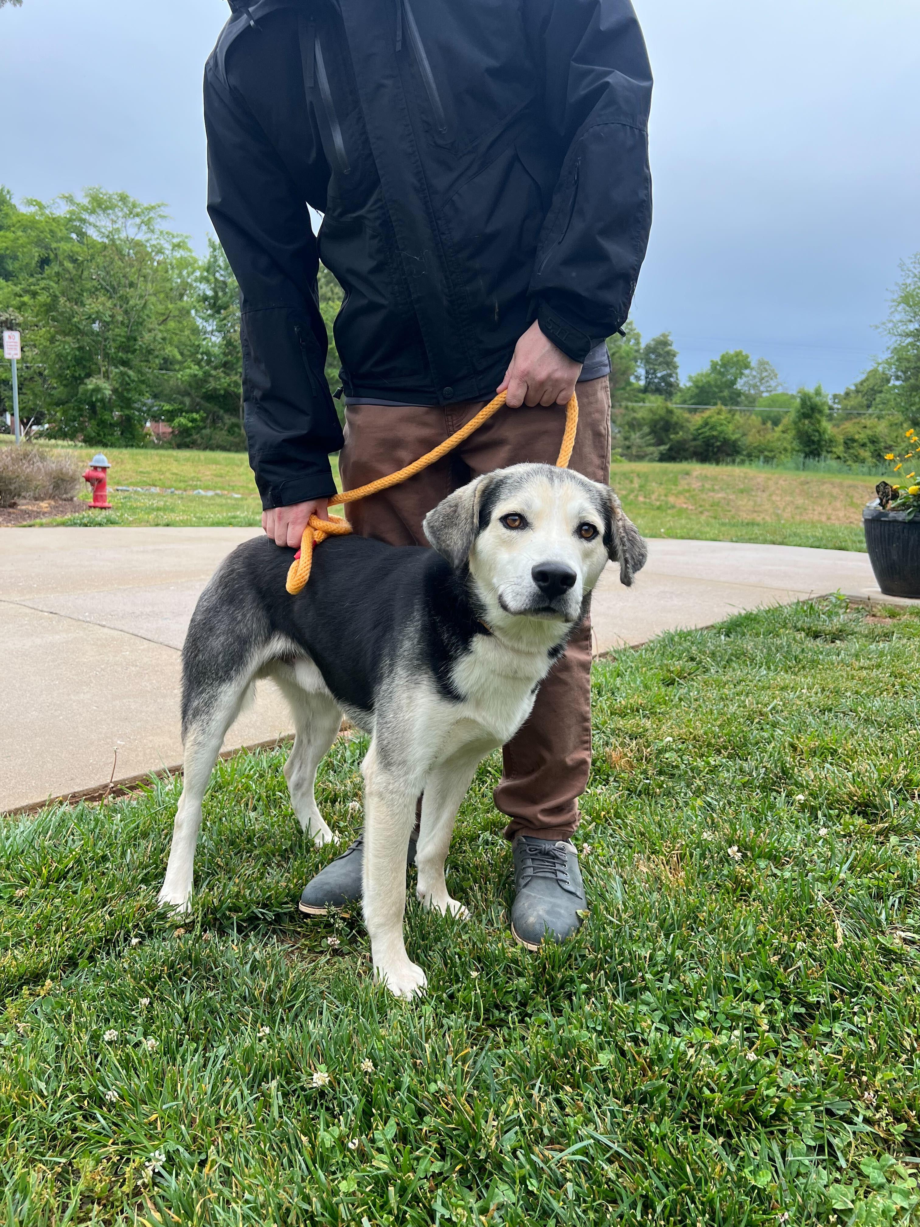 Maxo, a ADOPTABLE mixed breed in Maidens, VA image 3/5