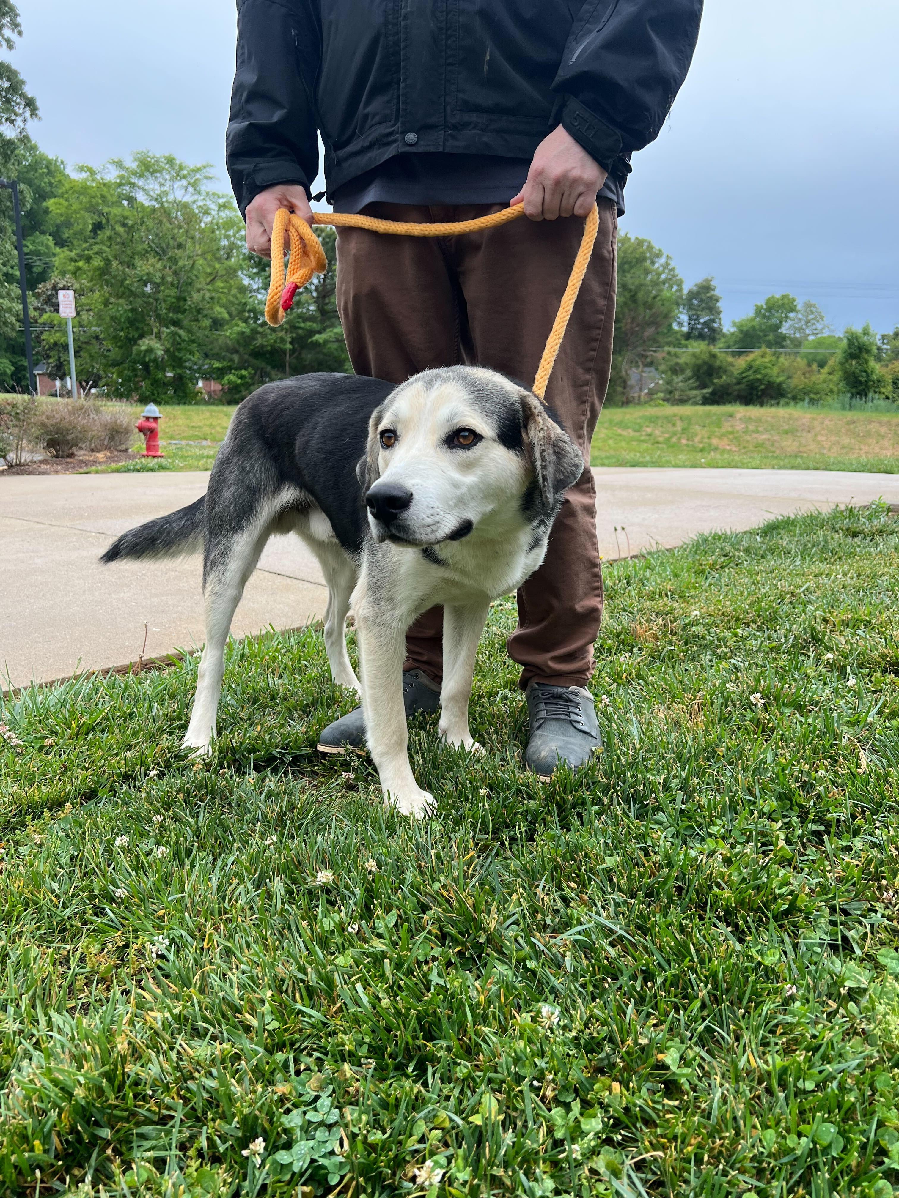 Maxo, a ADOPTABLE mixed breed in Maidens, VA image 1/5