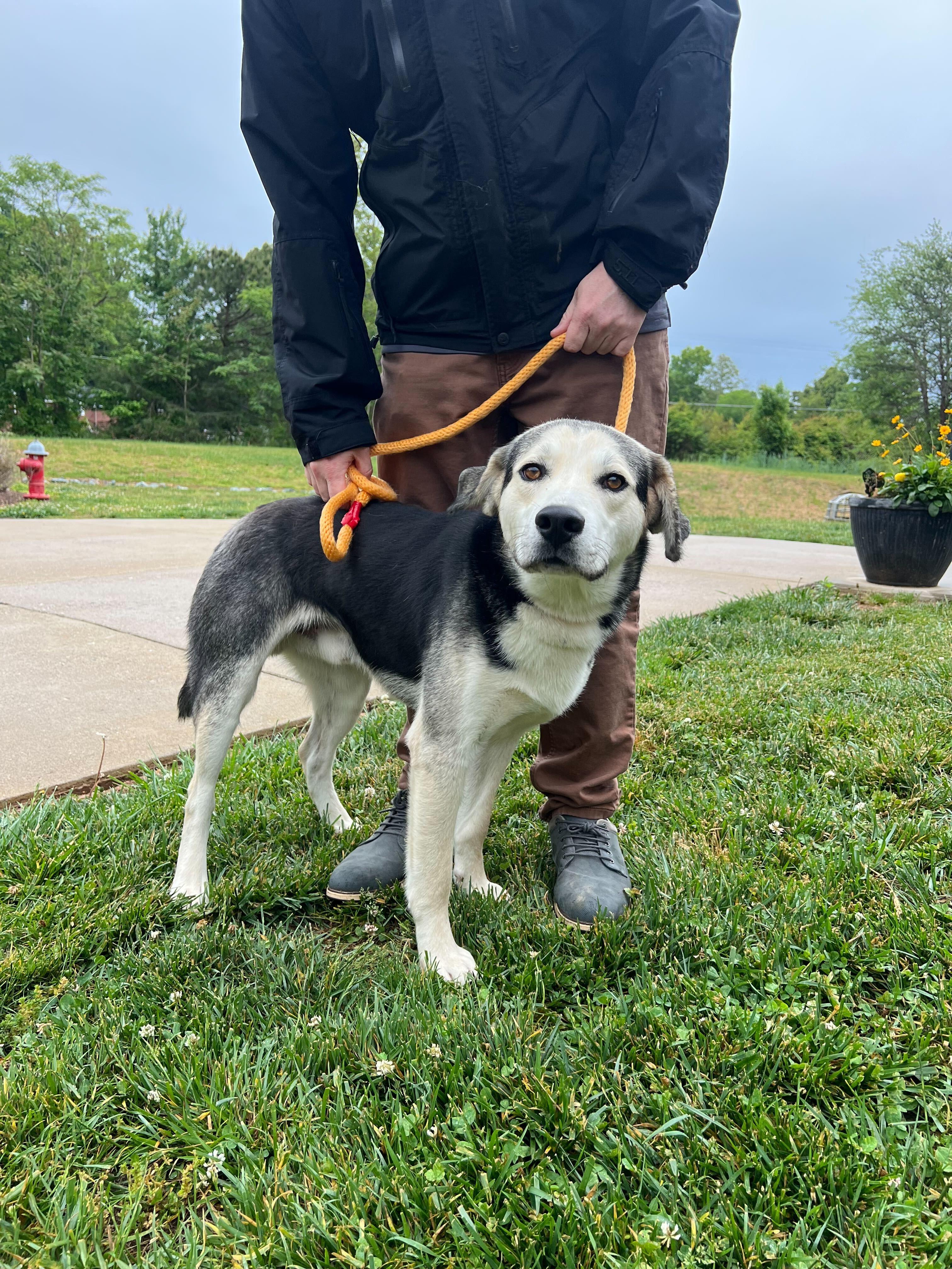 Maxo, a ADOPTABLE mixed breed in Maidens, VA image 4/5