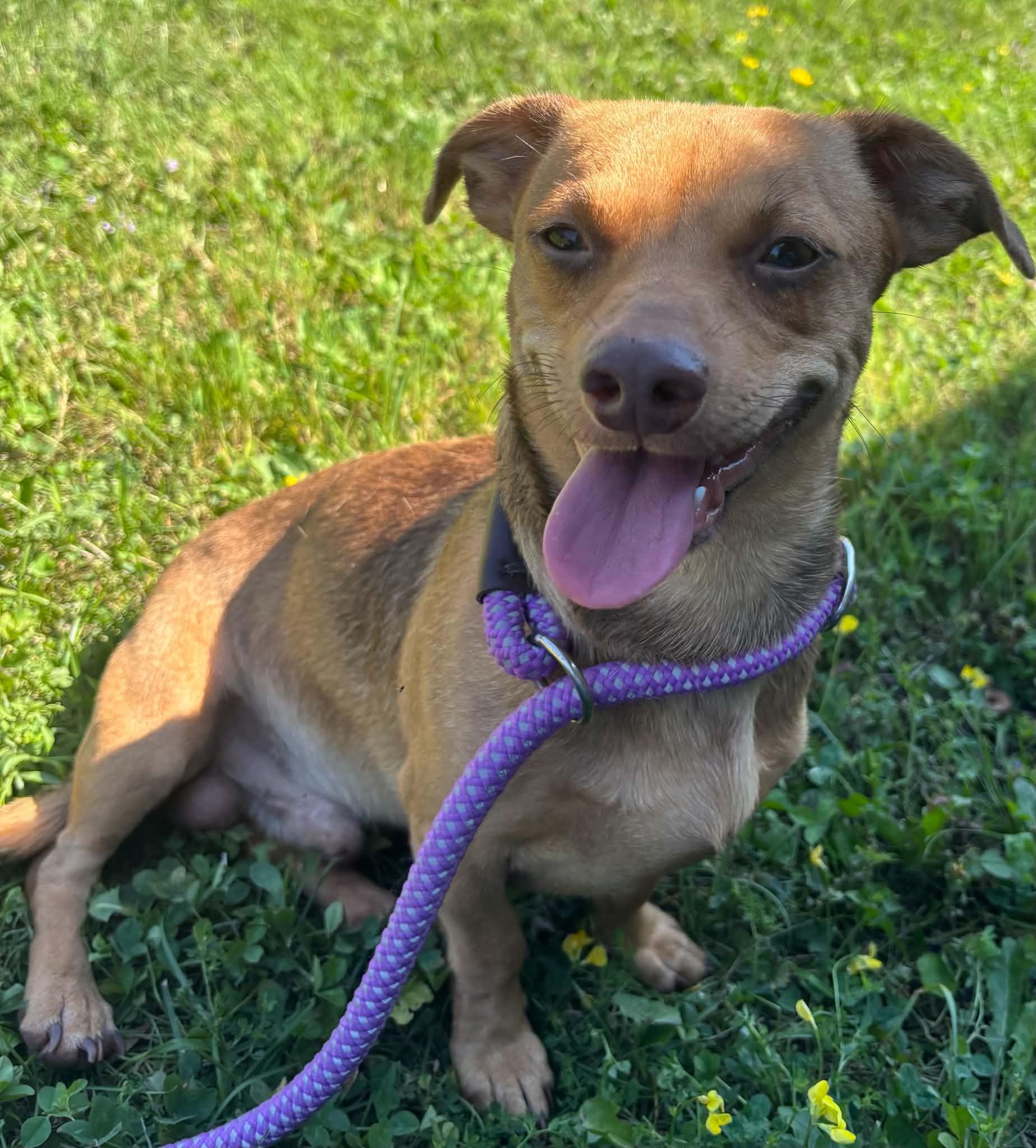 Neal, adopted, Young Male Dachshund.