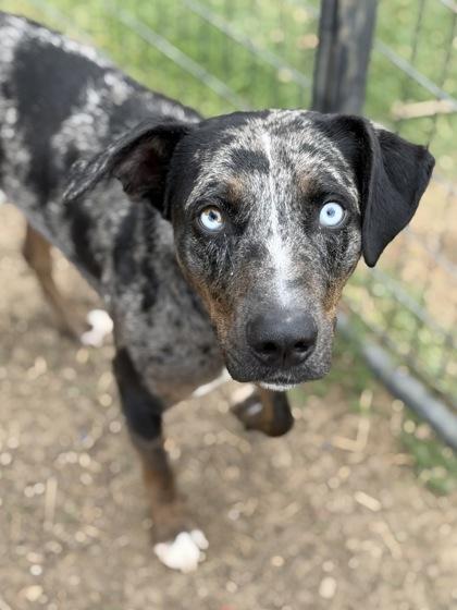 Leo, Adoptable, Adult Male Catahoula Leopard Dog & Mixed Breed.