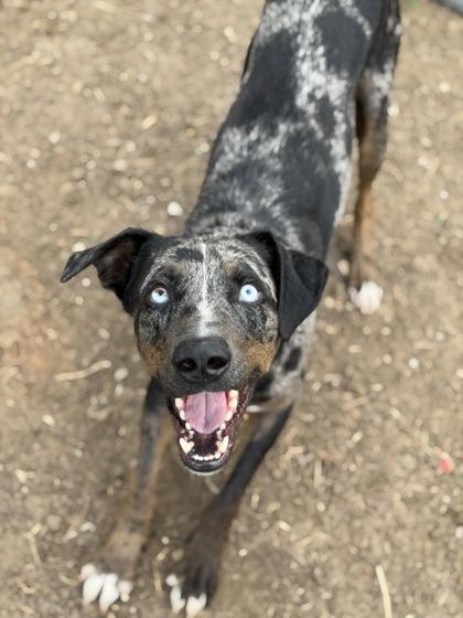 Enlarge Leo, a Adoptable mixed breed in Irving, TX image 2/2