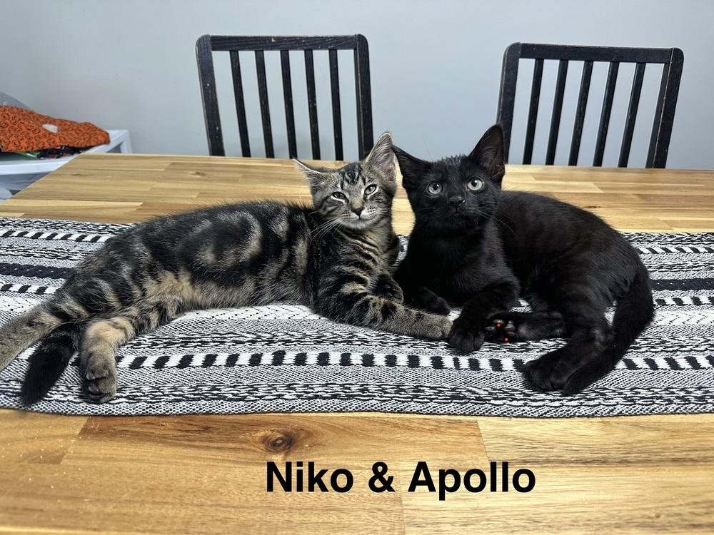 Enlarge Greek boys : Apollo, a Adoptable Domestic Short Hair in Aurora, IN image 1/3