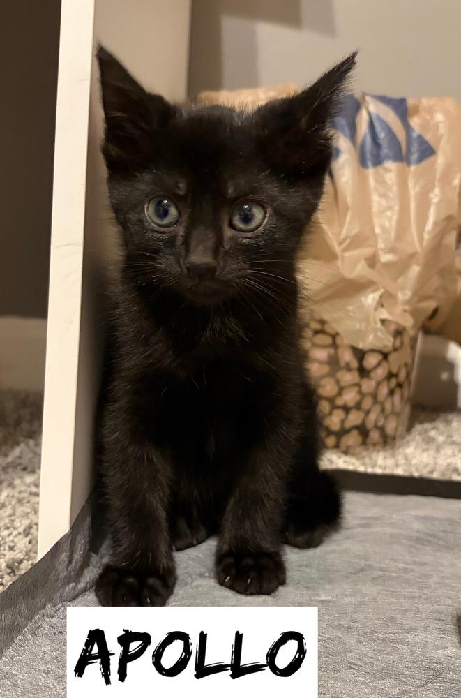 Enlarge Greek boys : Apollo, a Adoptable Domestic Short Hair in Aurora, IN image 2/3