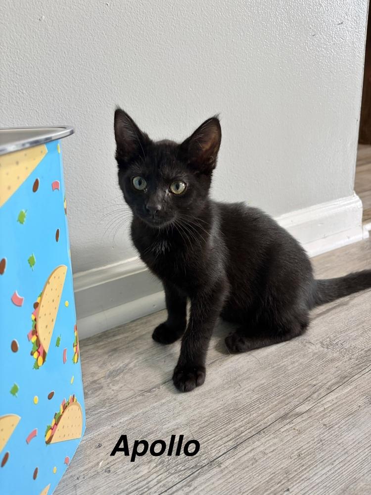 Enlarge Greek boys : Apollo, a Adoptable Domestic Short Hair in Aurora, IN image 3/3