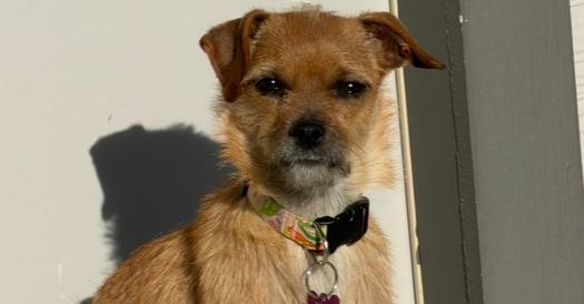 Annabelle, a Adoptable mixed breed in Richardson, TX image 3/5
