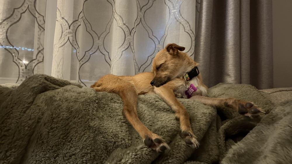 Annabelle, a Adoptable mixed breed in Richardson, TX image 4/5
