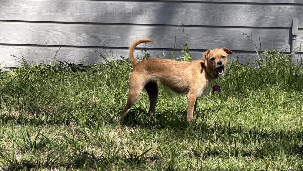 Annabelle, a Adoptable mixed breed in Richardson, TX image 5/5