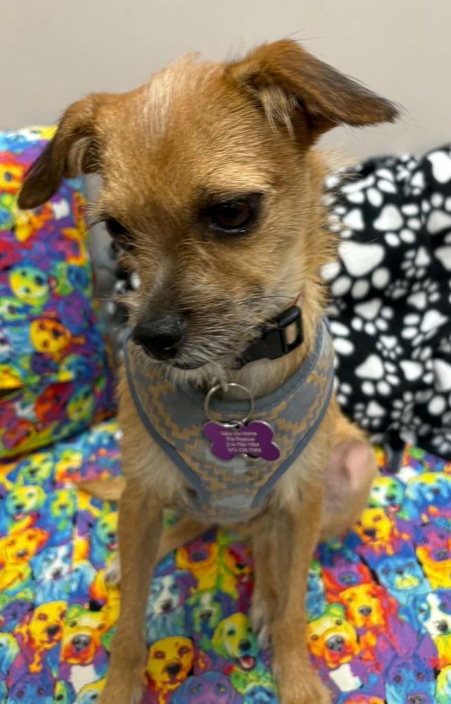 Enlarge Annabelle, a Adoptable mixed breed in Richardson, TX image 3/3