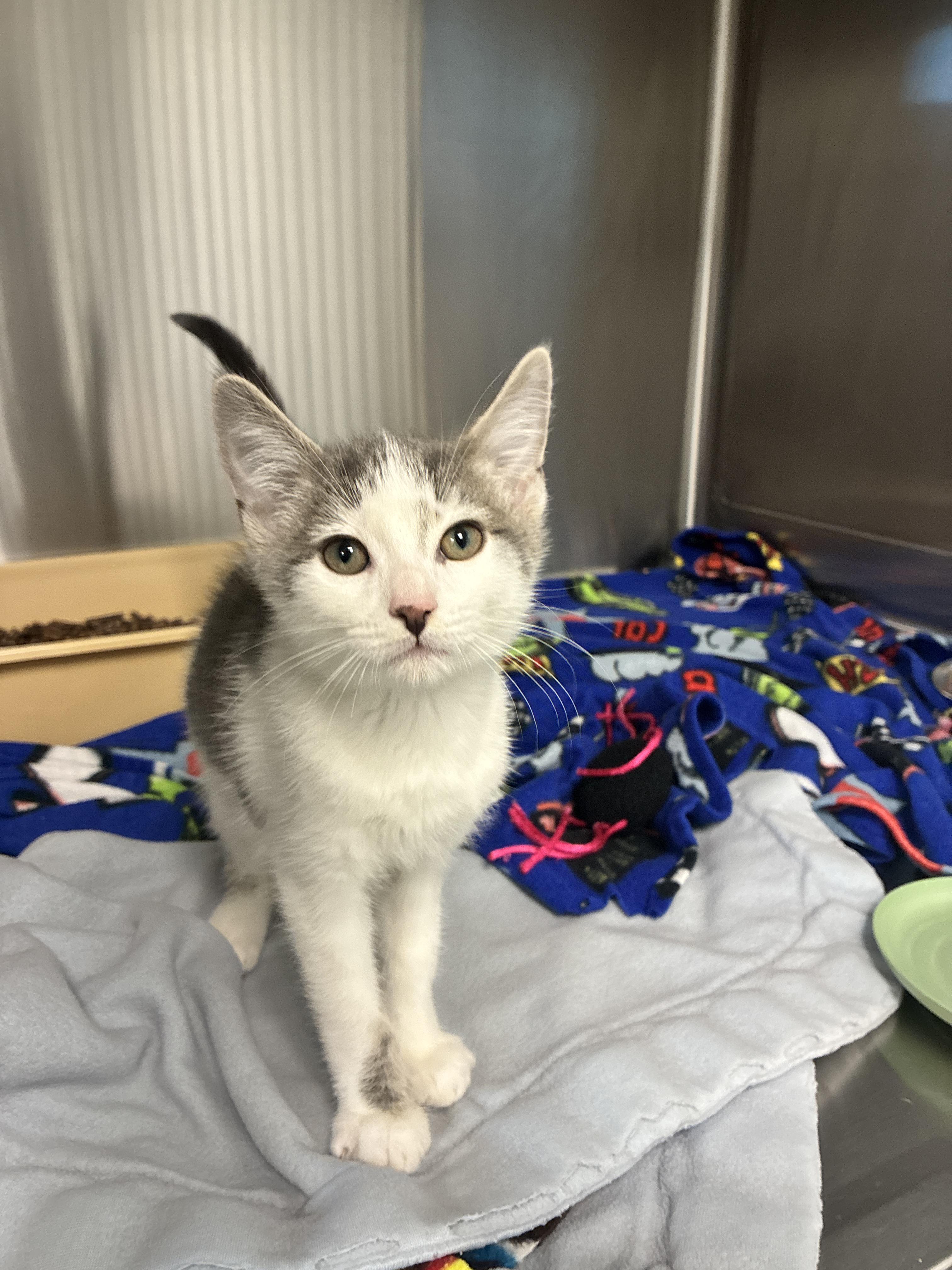 Rizz, Adoptable, Kitten Male Domestic Short Hair.