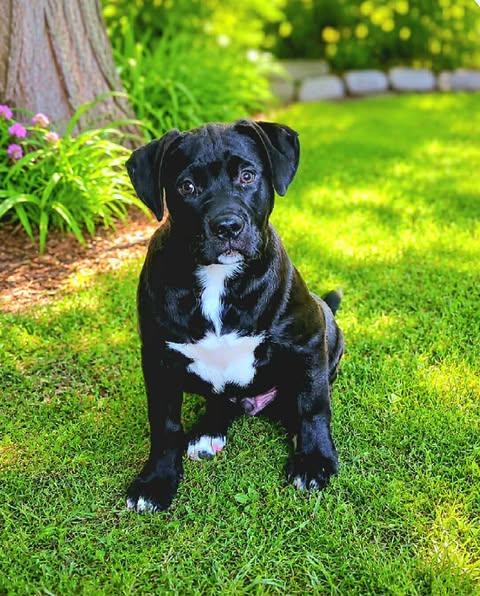 Guppy, ADOPTABLE, Puppy Male American Bulldog.