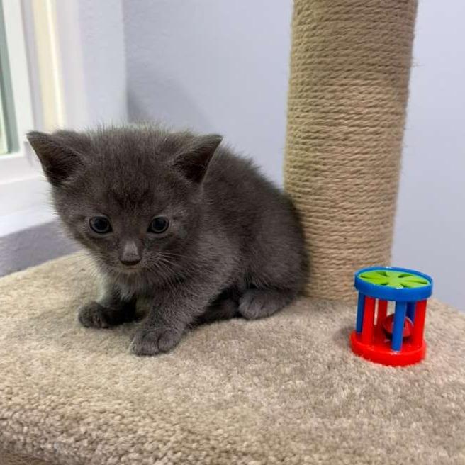 Dubai, a Adoptable Domestic Short Hair in Harlingen, TX image 1/2