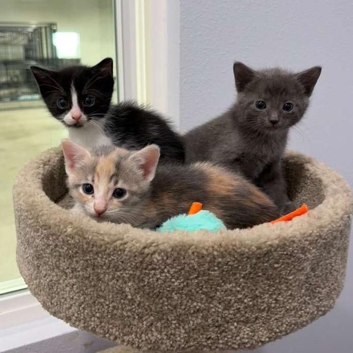 Dubai, a Adoptable Domestic Short Hair in Harlingen, TX image 2/2