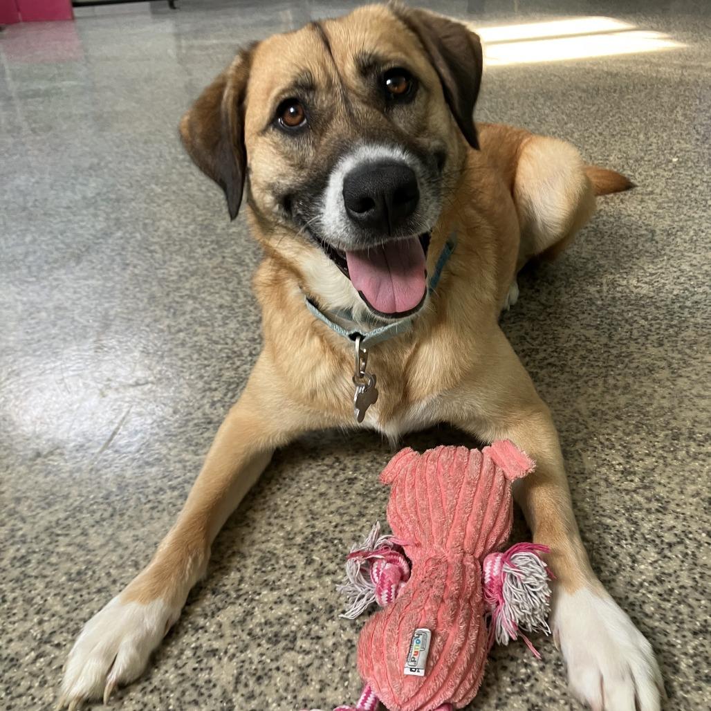 Enlarge Honey, a Adoptable mixed breed in Falls Church, VA image 2/6