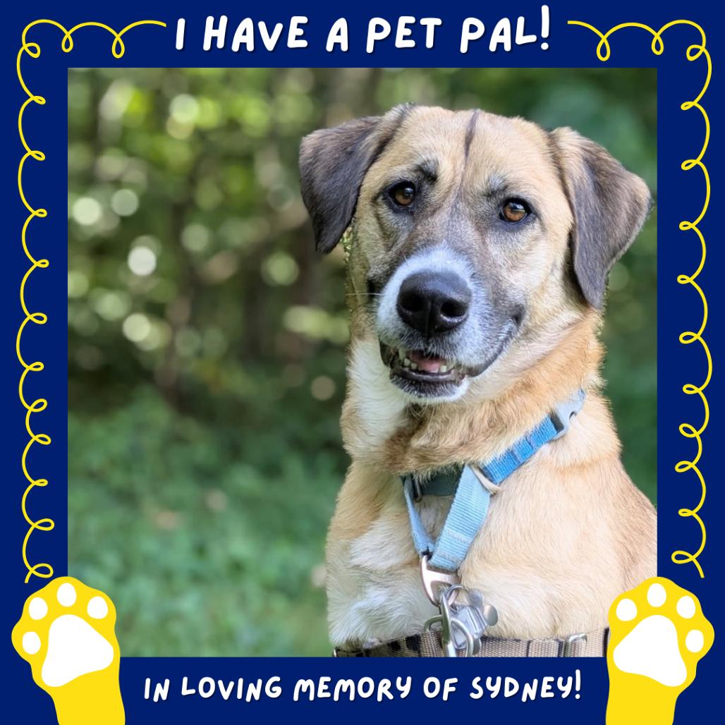 Enlarge Honey, a Adoptable mixed breed in Falls Church, VA image 4/6