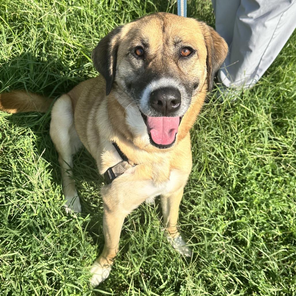 Honey, a Adoptable mixed breed in Falls Church, VA image 2/5