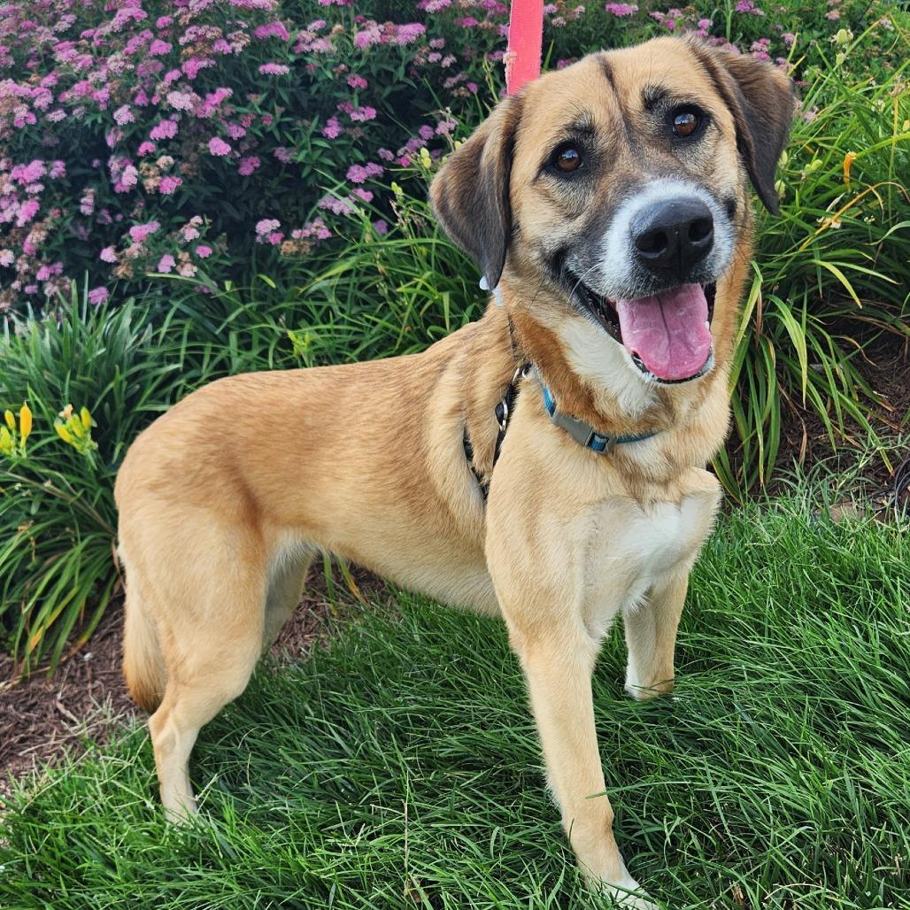 Honey, a Adoptable mixed breed in Falls Church, VA image 3/5