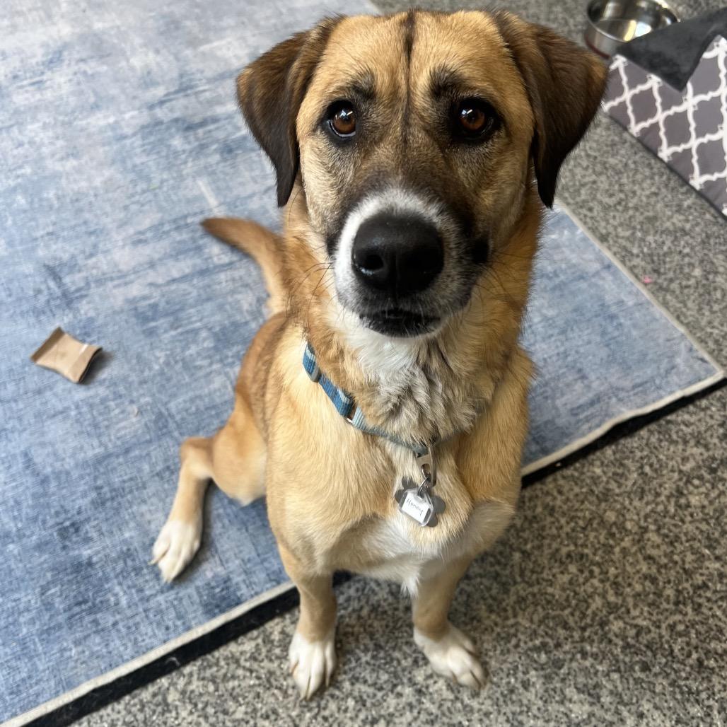 Honey, a Adoptable mixed breed in Falls Church, VA image 4/5