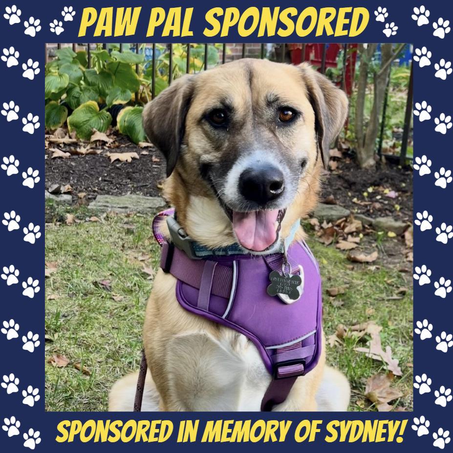 Honey, Adoptable, Adult Female Shepherd.