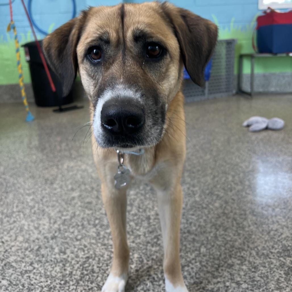 Honey, a Adoptable mixed breed in Falls Church, VA image 5/5