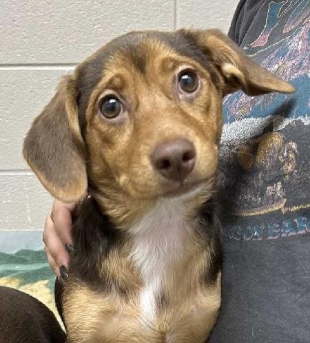 Enlarge Marie, a ADOPTABLE mixed breed in Aurora, IL image 1/1