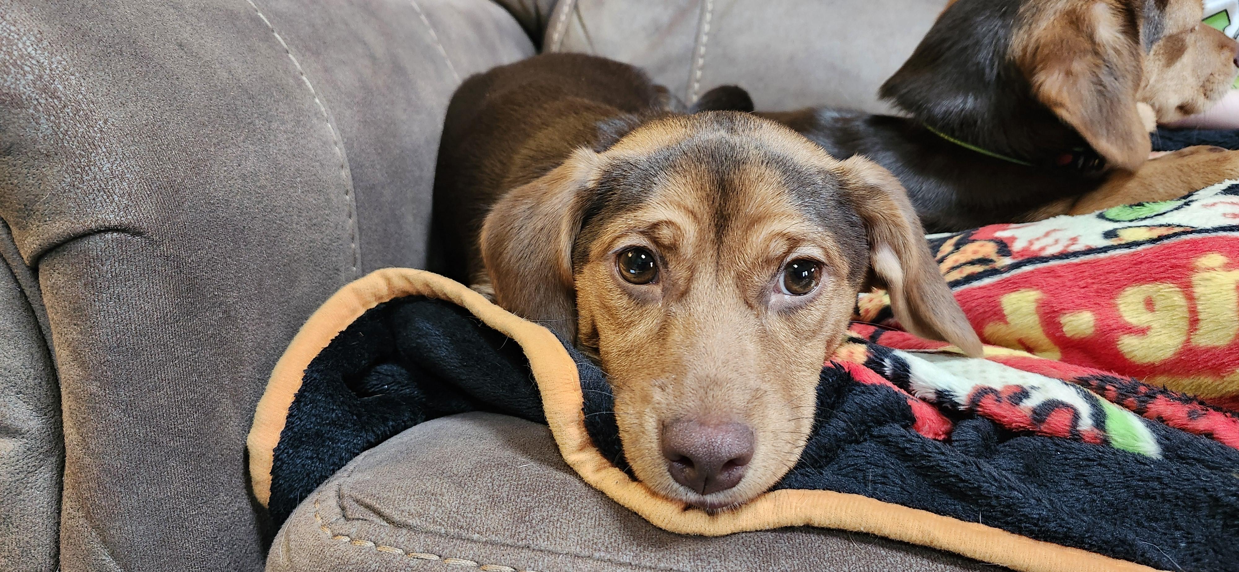Marie, ADOPTABLE, Puppy Female Chihuahua.