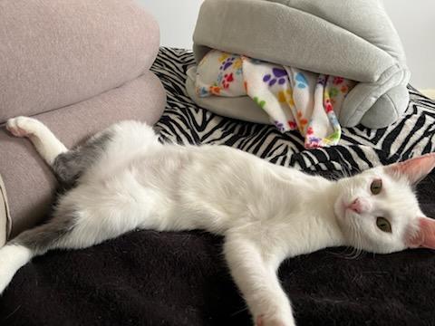 Angel, ADOPTABLE, Young Female Domestic Short Hair.