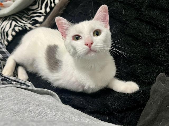 Enlarge Angel, a ADOPTABLE Domestic Short Hair in Lubbock, TX image 3/4