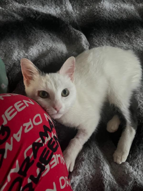 Enlarge Angel, a ADOPTABLE Domestic Short Hair in Lubbock, TX image 4/4