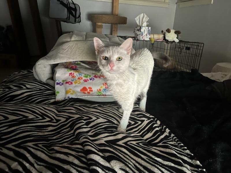 Enlarge Angel, a ADOPTABLE Domestic Short Hair in Lubbock, TX image 2/4