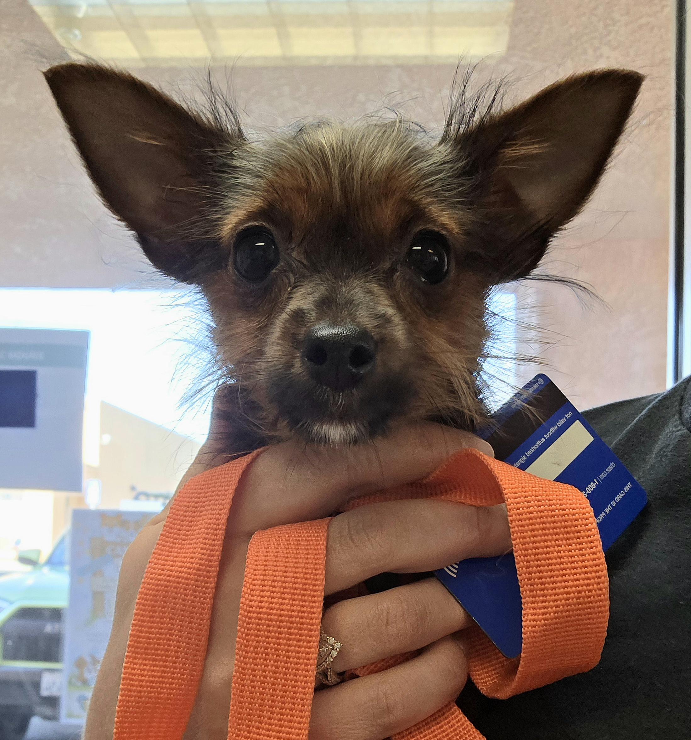 Enlarge Maxine , an adopted mixed breed in Clovis, CA image 2/4