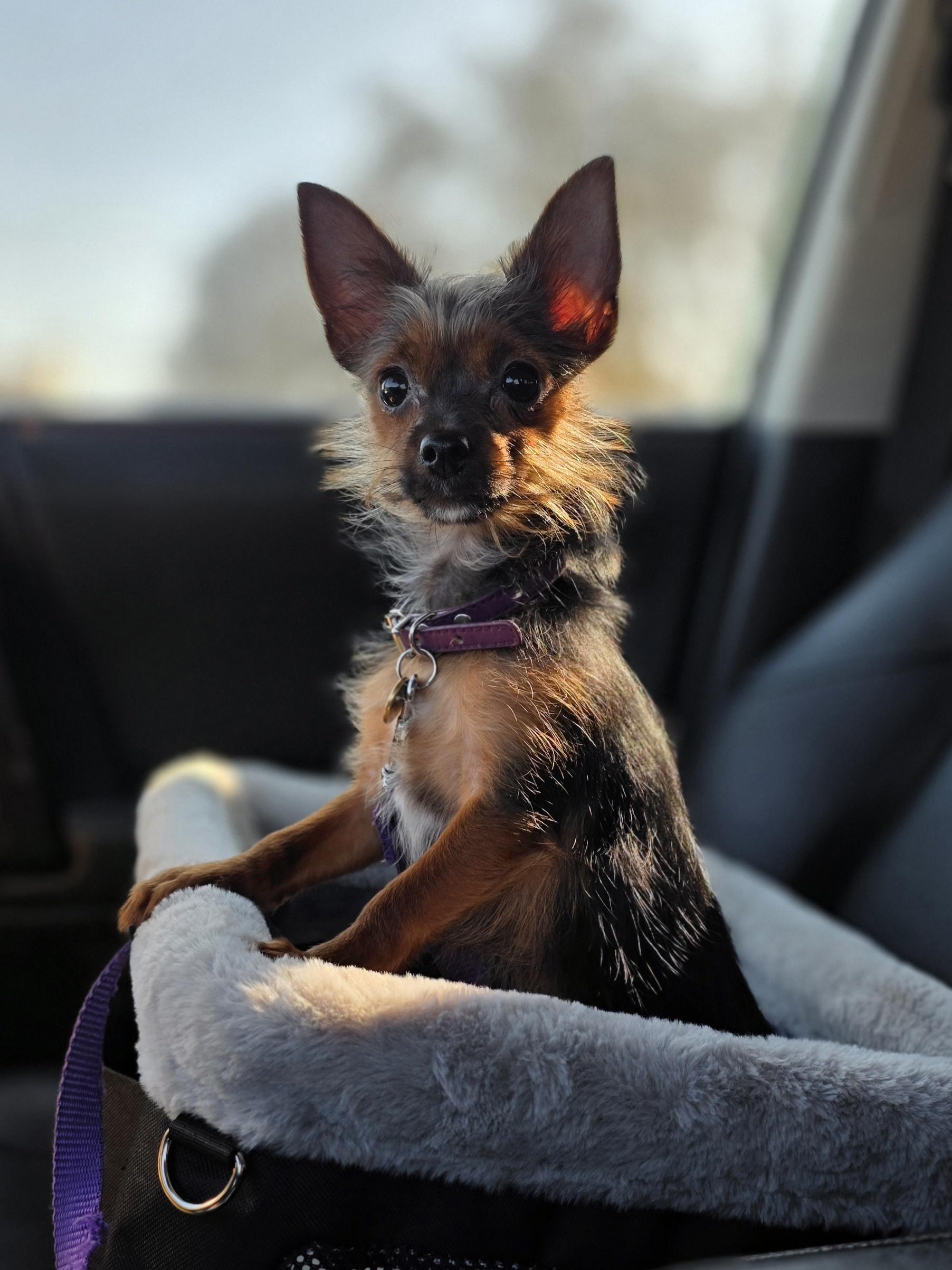 Enlarge Maxine , an adopted mixed breed in Clovis, CA image 3/4