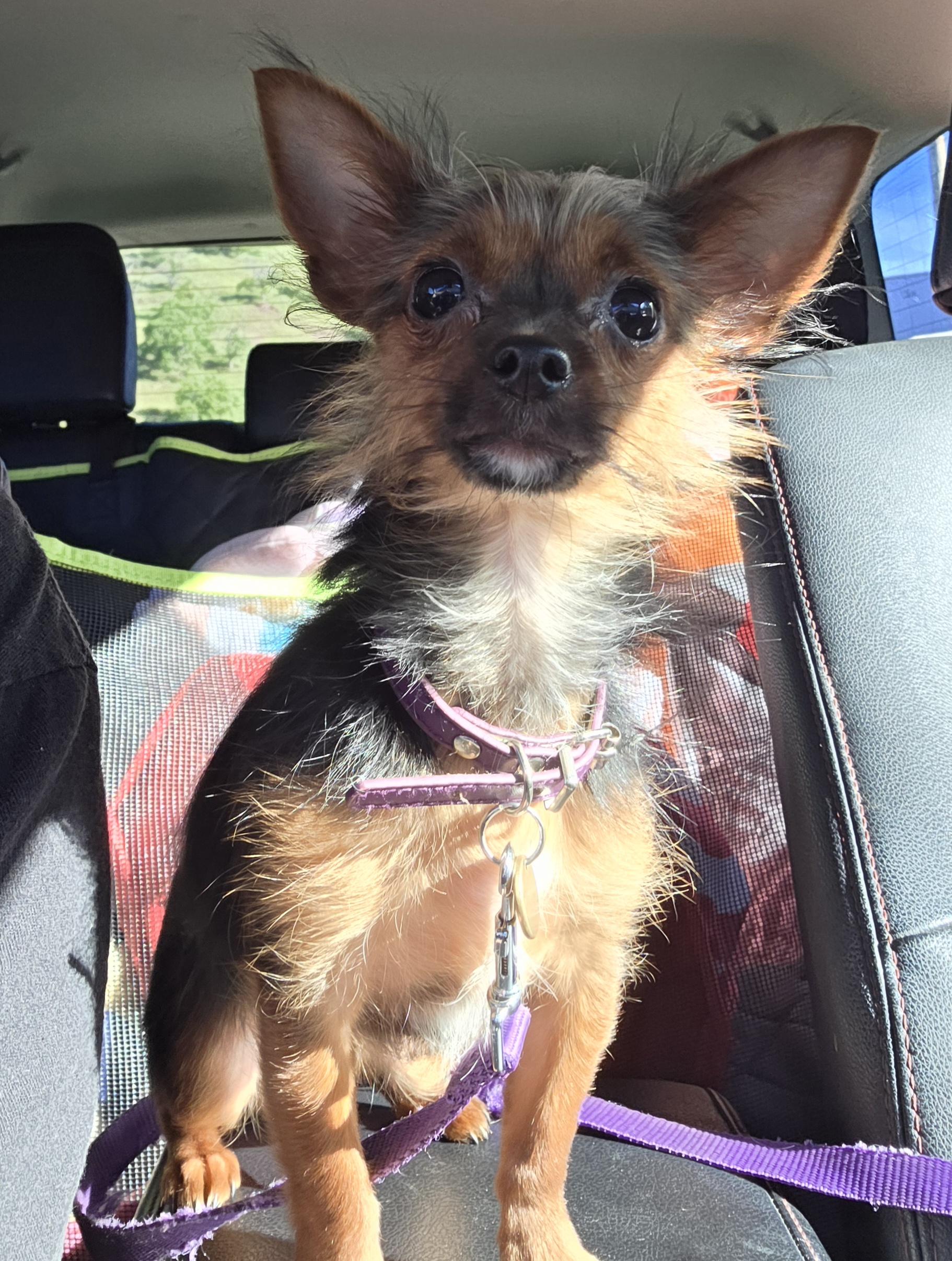 Enlarge Maxine , an adopted mixed breed in Clovis, CA image 4/4