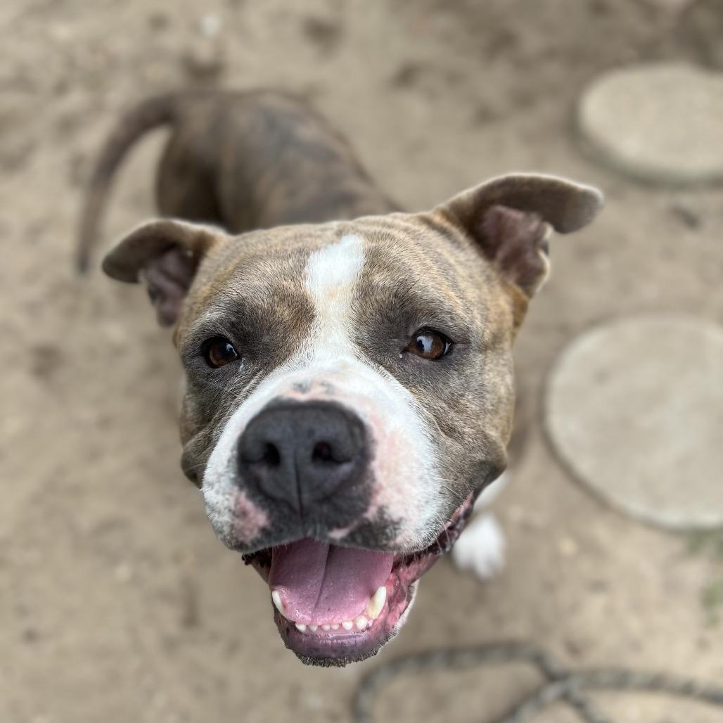 Alice, Adoptable, Adult Female Mixed Breed.