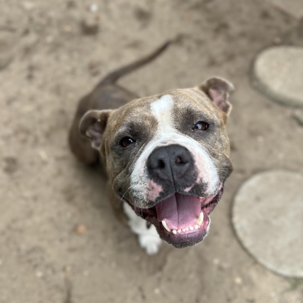 Enlarge Alice, a Adoptable Mixed Breed in Pensacola, FL image 2/3