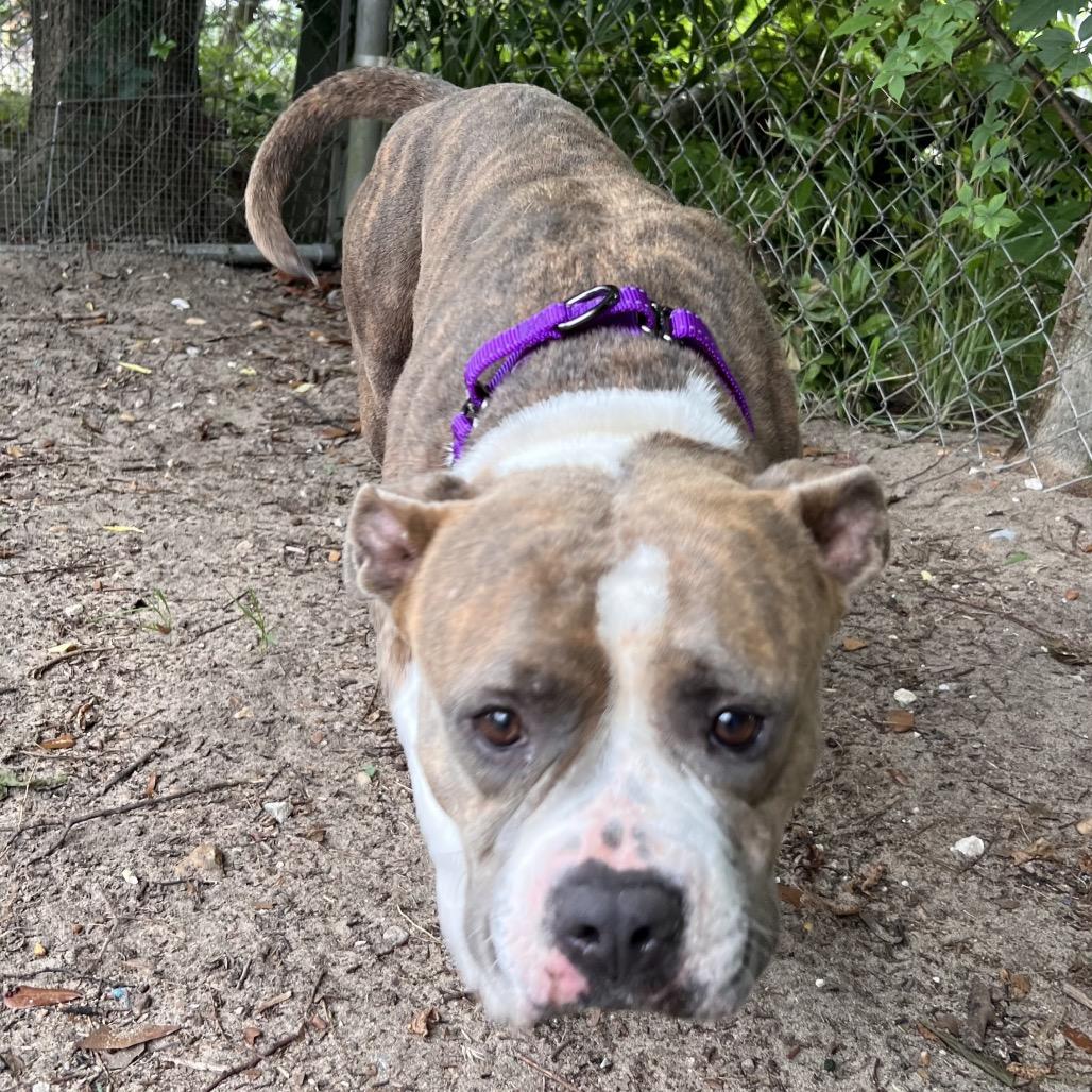 Enlarge Alice, a Adoptable Mixed Breed in Pensacola, FL image 3/3