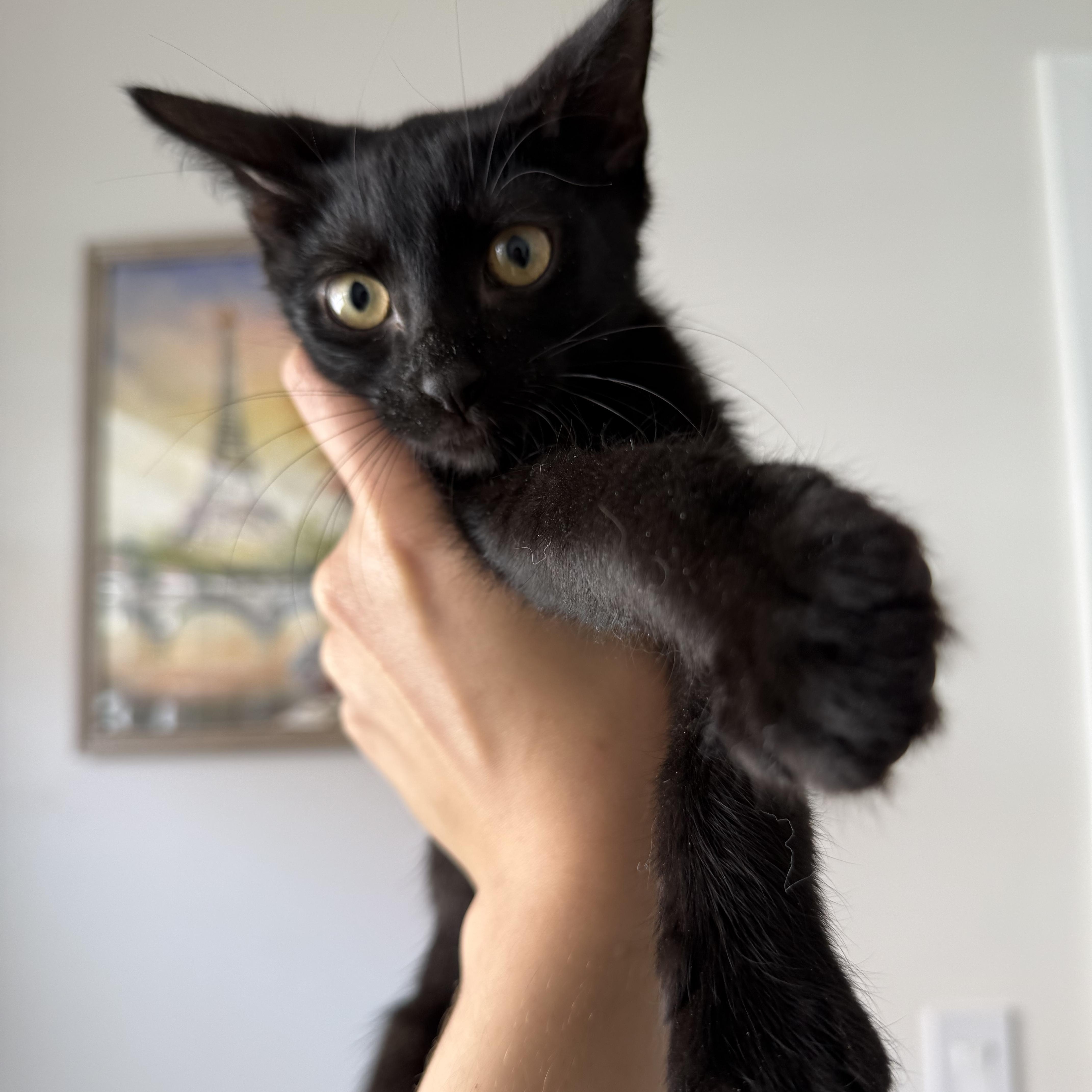 Waverly Bombay Cat